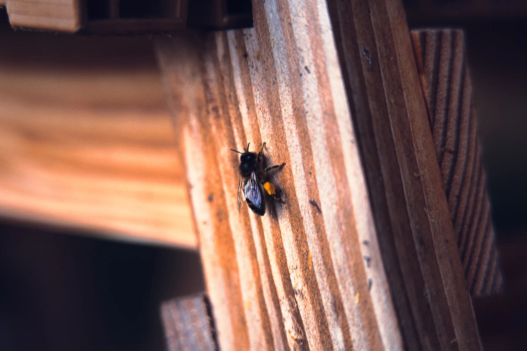 Une abeille sur le bois d’une ruche.