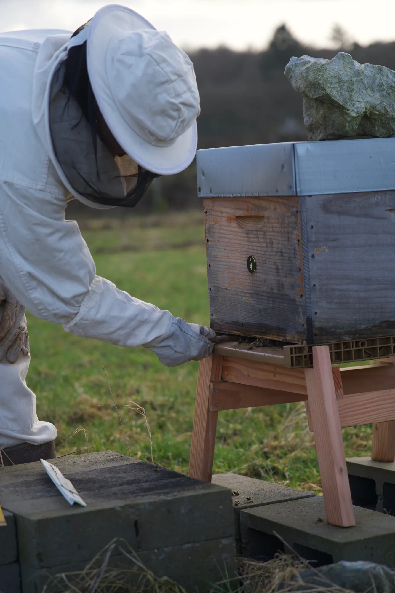 Une personne en tenue d’apiculture se penche pour intervenir à l’entrée d’une ruche en bois.