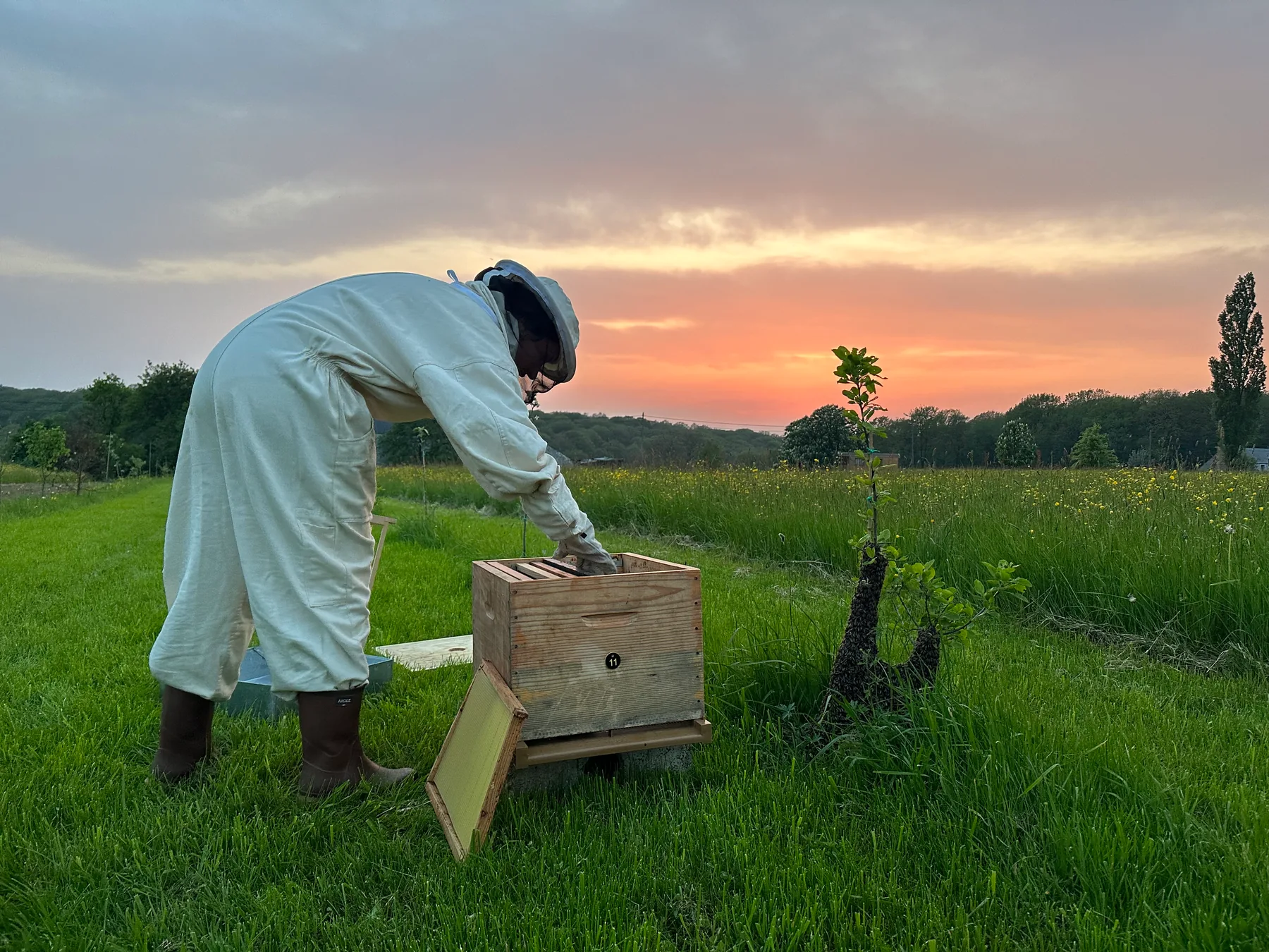 Une personne en tenue d’apiculture intervient près d’une ruche ouverte et d’un essaim accroché à un jeune arbre, au coucher du soleil.