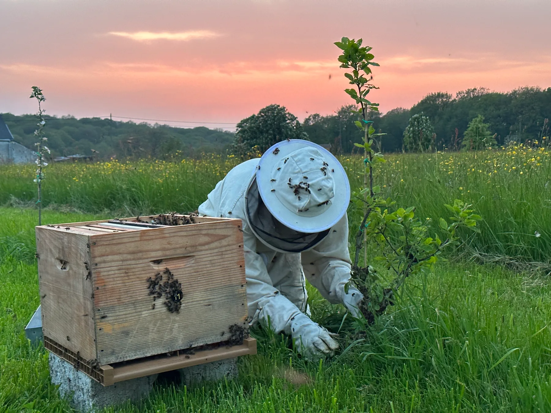Une personne en tenue d’apiculture se penche près d’un essaim sur un jeune arbre, à côté d’une ruche ouverte.