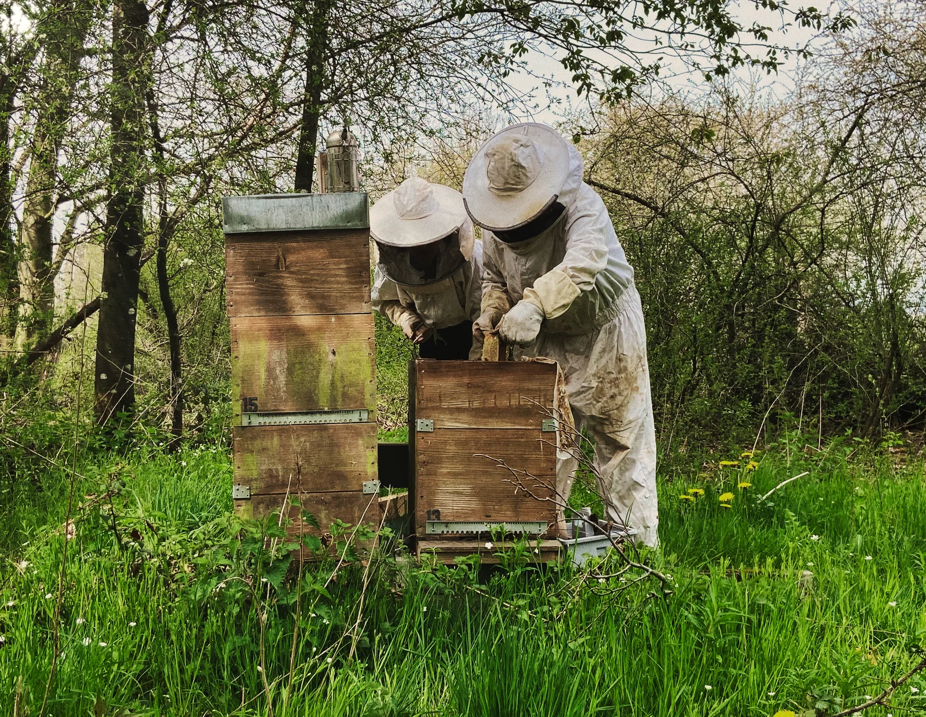 Deux personnes en tenue d’apiculture examinent un cadre au-dessus d’une ruche ouverte, sous les arbres.