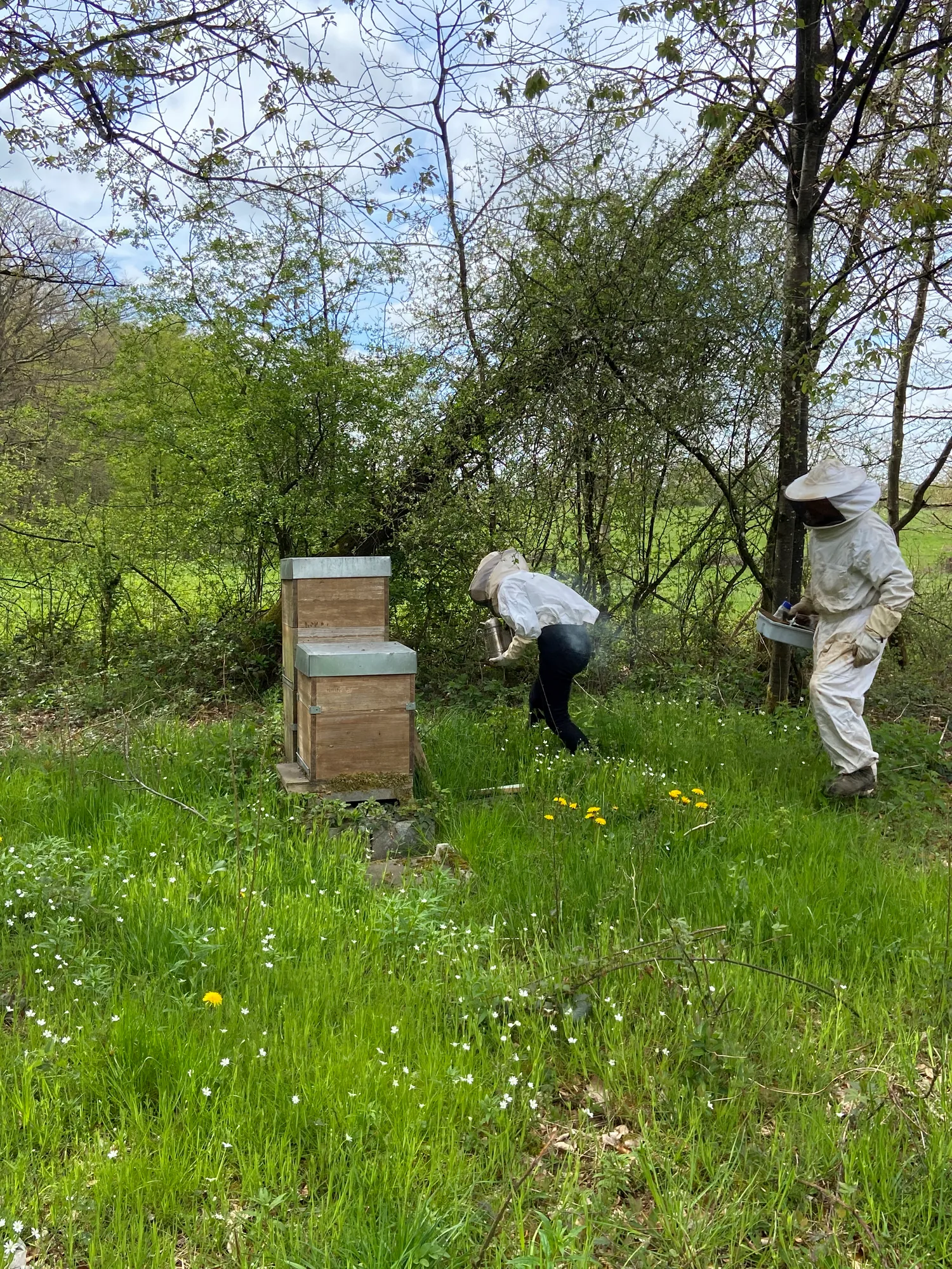 Deux personnes en tenue d’apiculture travaillent autour de ruches dans une clairière fleurie.