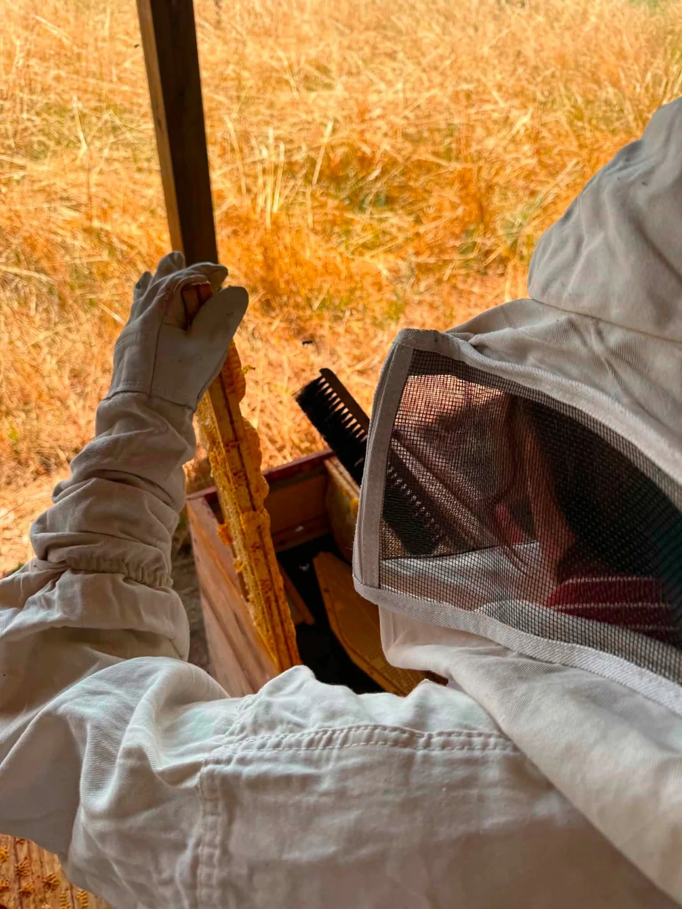 Au rucher, un cadre de miel tenu entre les mains, sous le voile de protection.