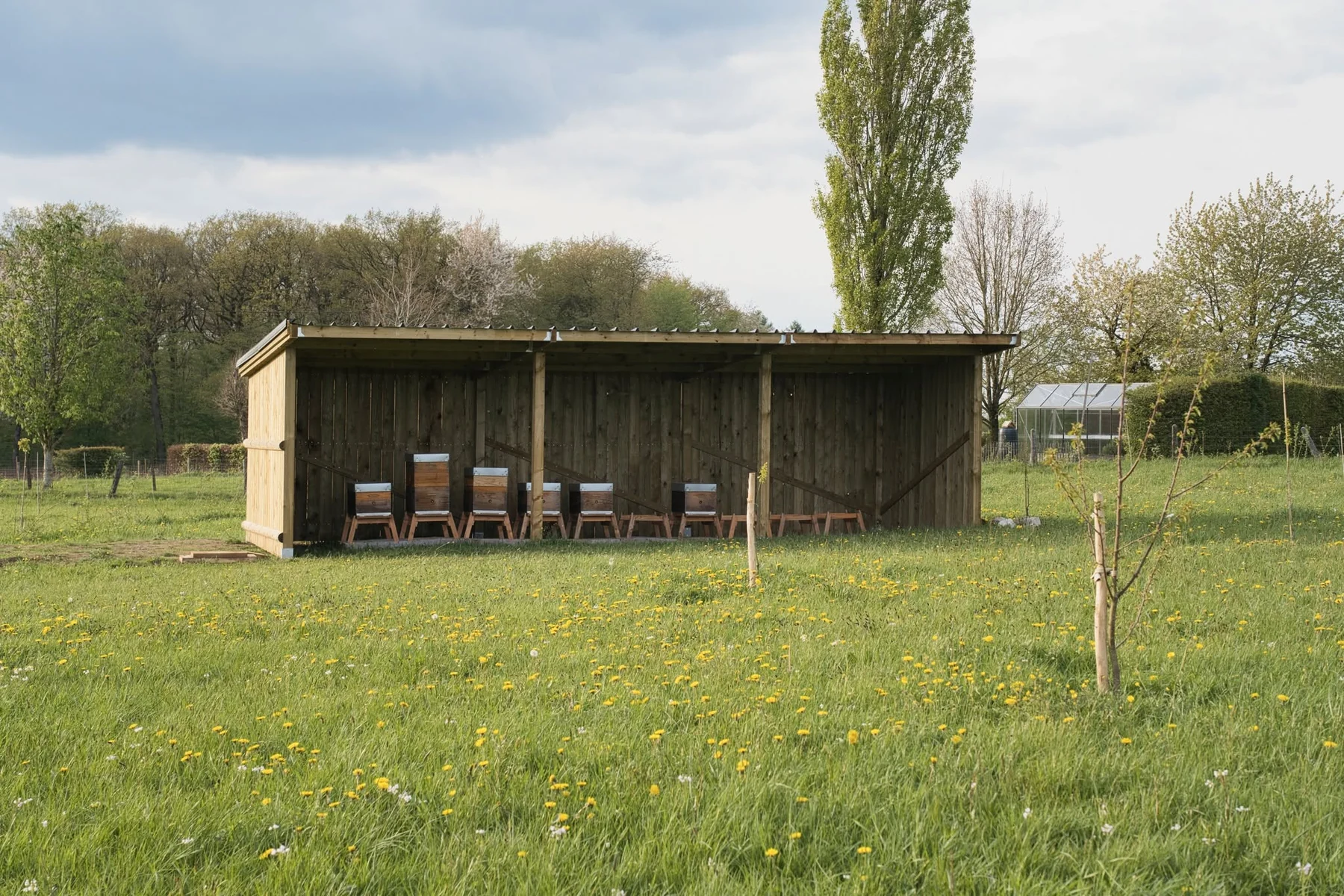 Les ruches alignées sous le nouvel abri en bois.