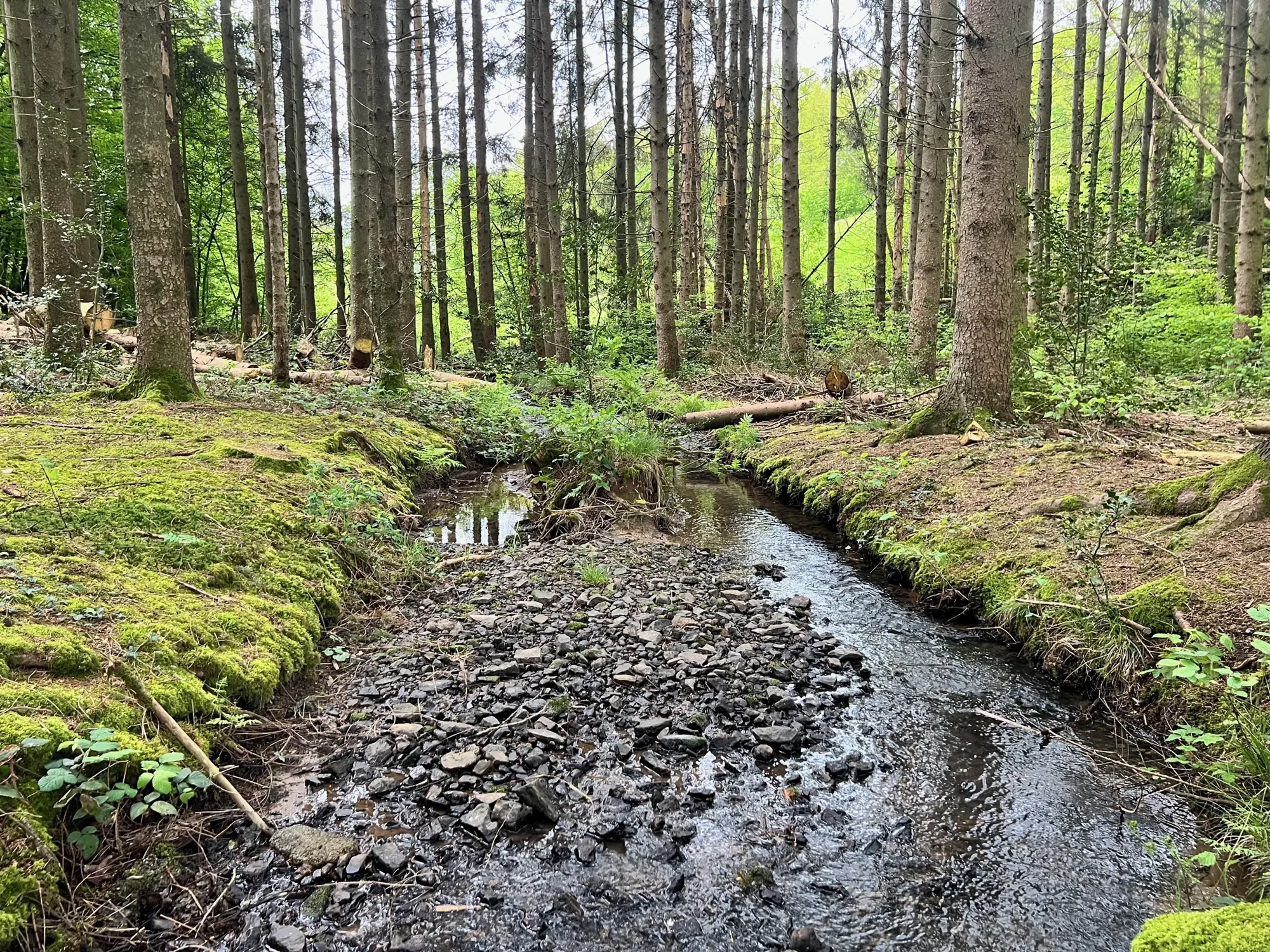 Le sous-bois de conifères et le cours d’eau, le 4 mai 2024.