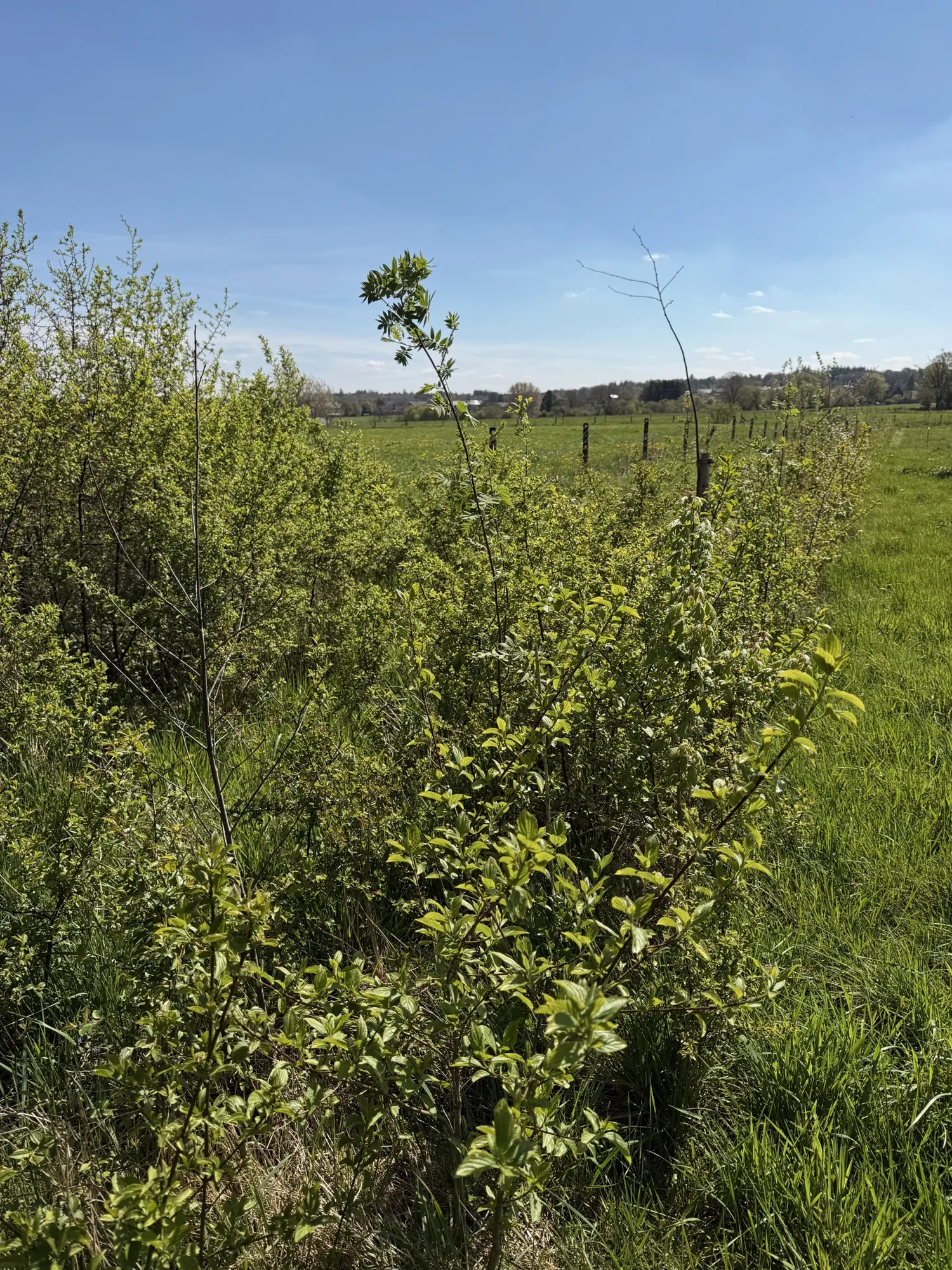 La haie en feuilles au printemps, le 15 avril 2026.