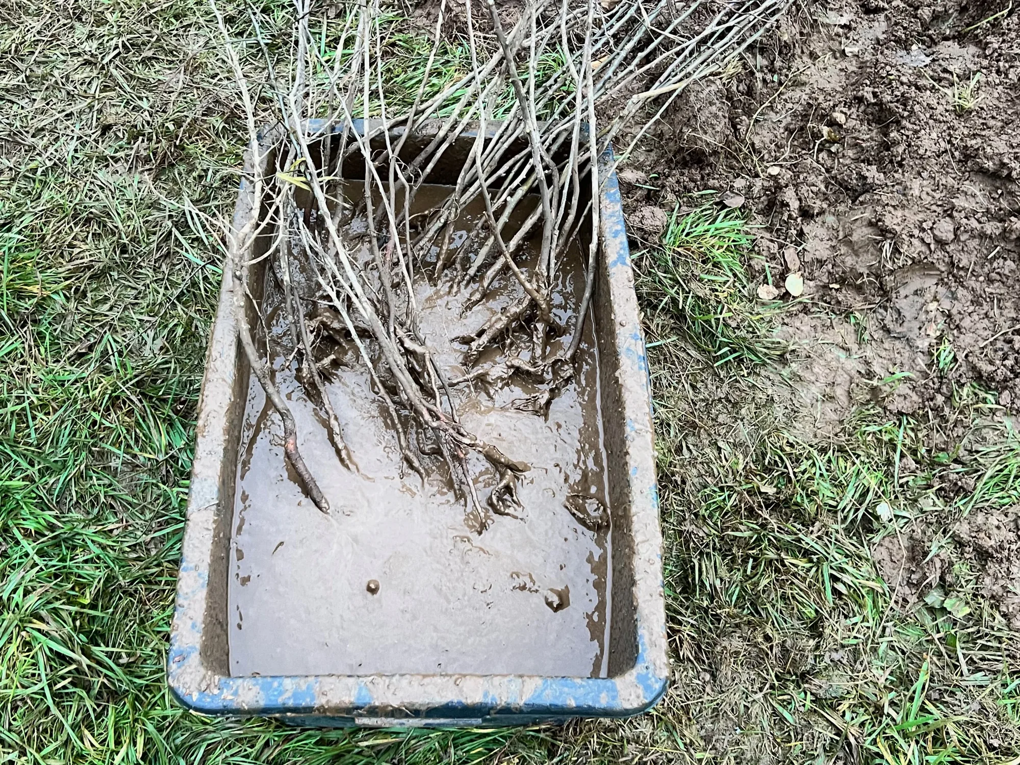 Les jeunes plants à racines nues au moment de la plantation, le 7 décembre 2024.