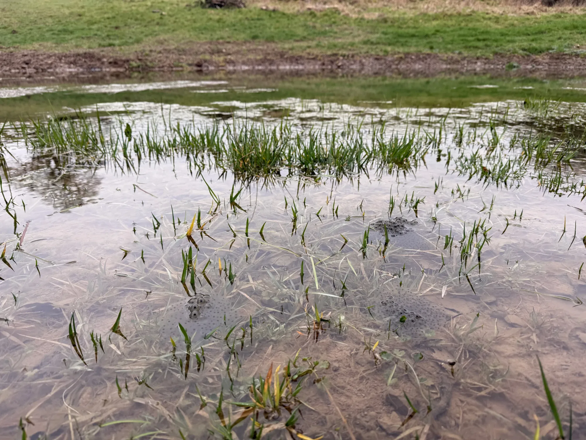 Des pontes sont visibles dans l’eau peu profonde, le 20 février 2026.