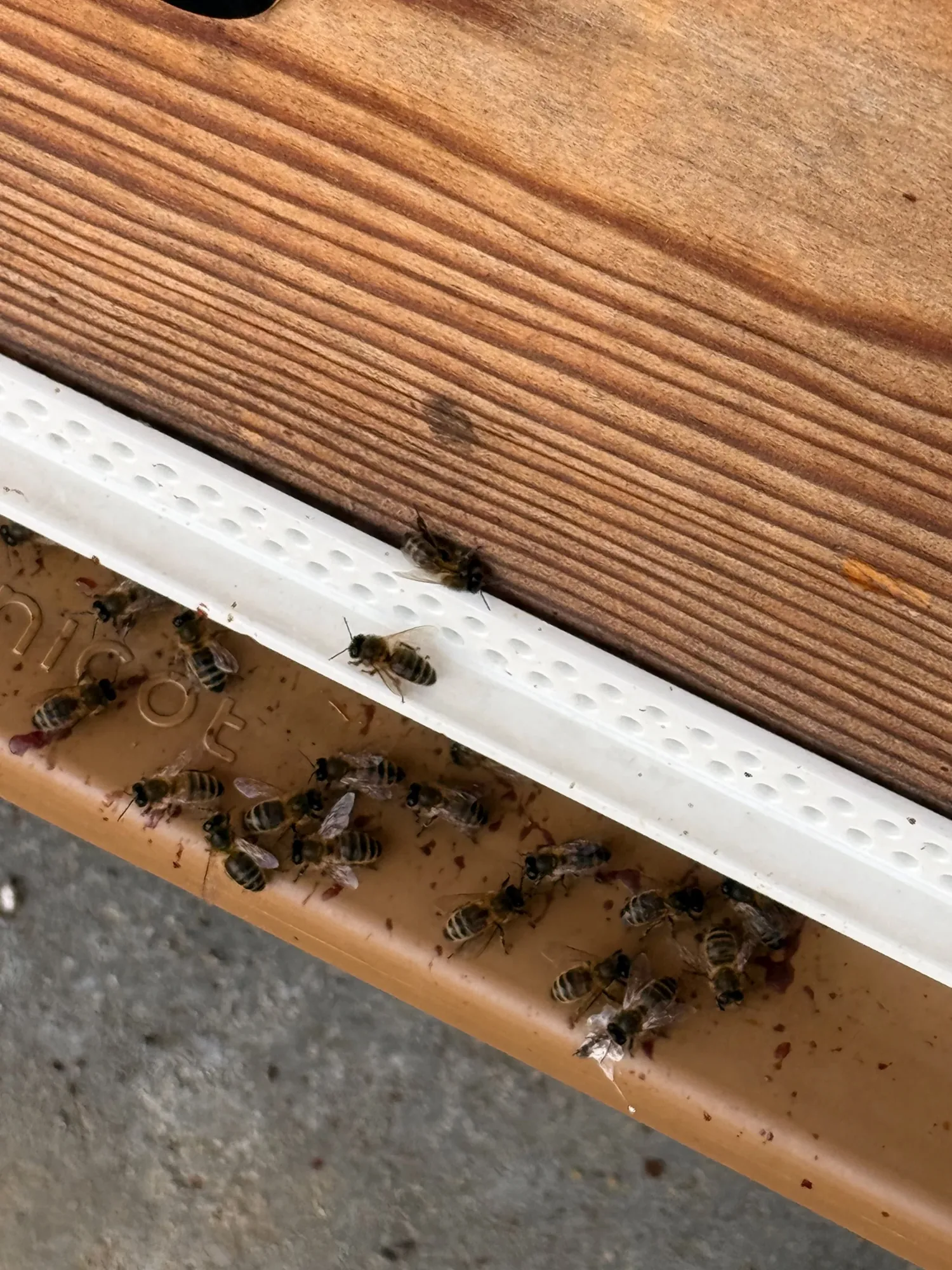 Des abeilles à l’entrée de leur ruche.
