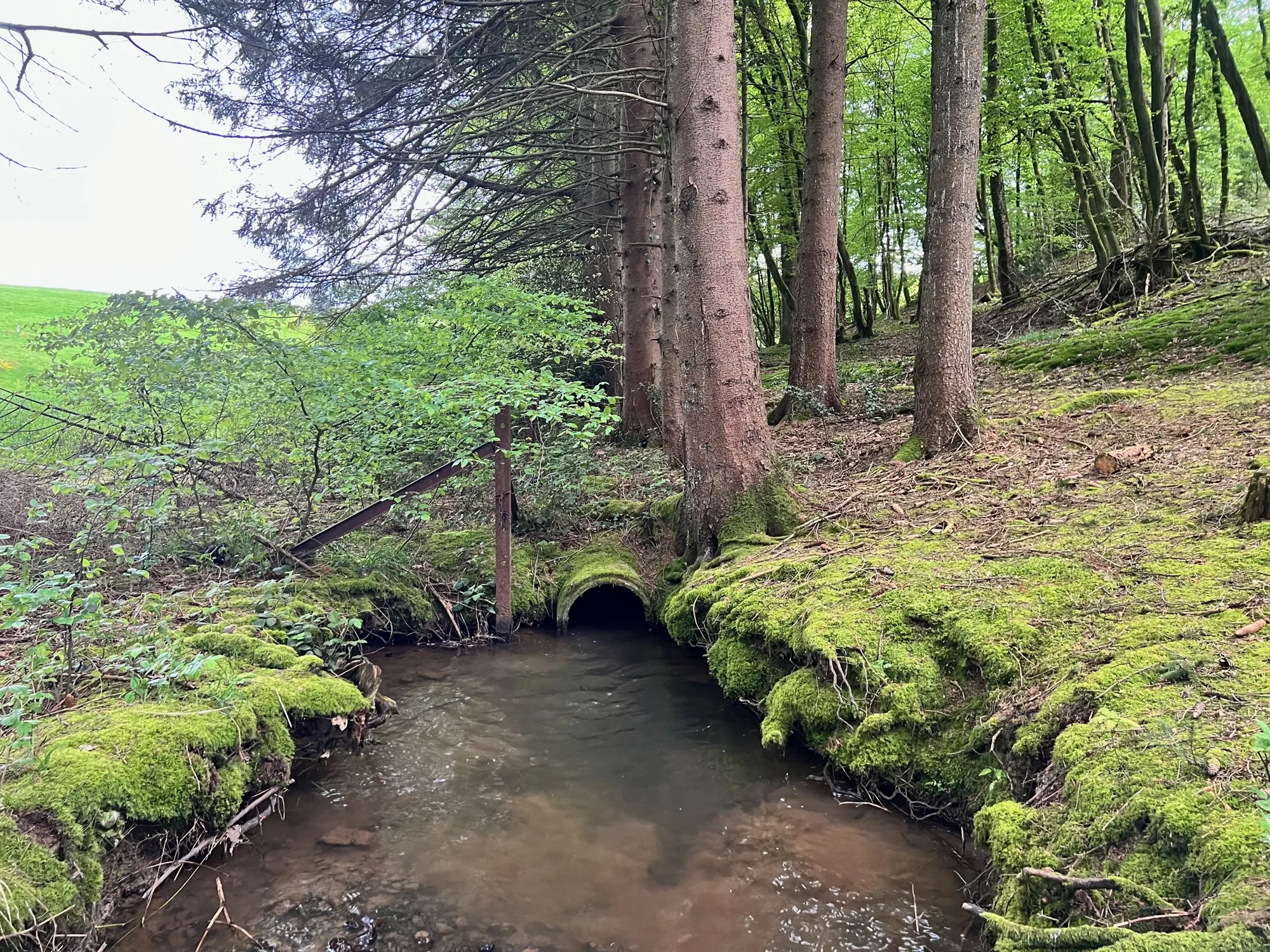 Le ruisseau sort de son ancienne buse entre les berges couvertes de mousse, avant les travaux.