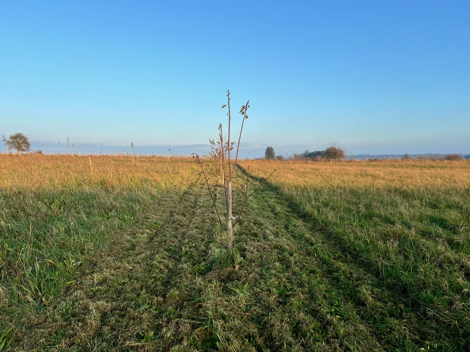 Le verger à l’automne, le 31 octobre 2024.