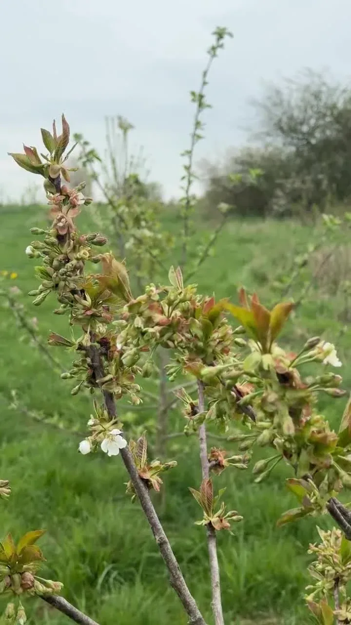 La floraison d’un fruitier, le 10 avril 2026.