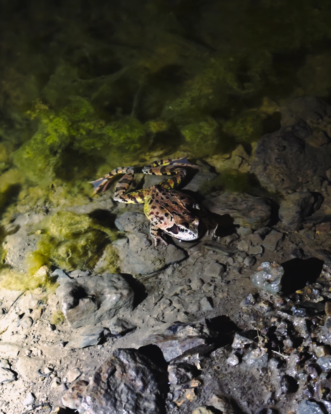 23 février 2026 · amphibien observé de nuit, espèce non déterminée ici.