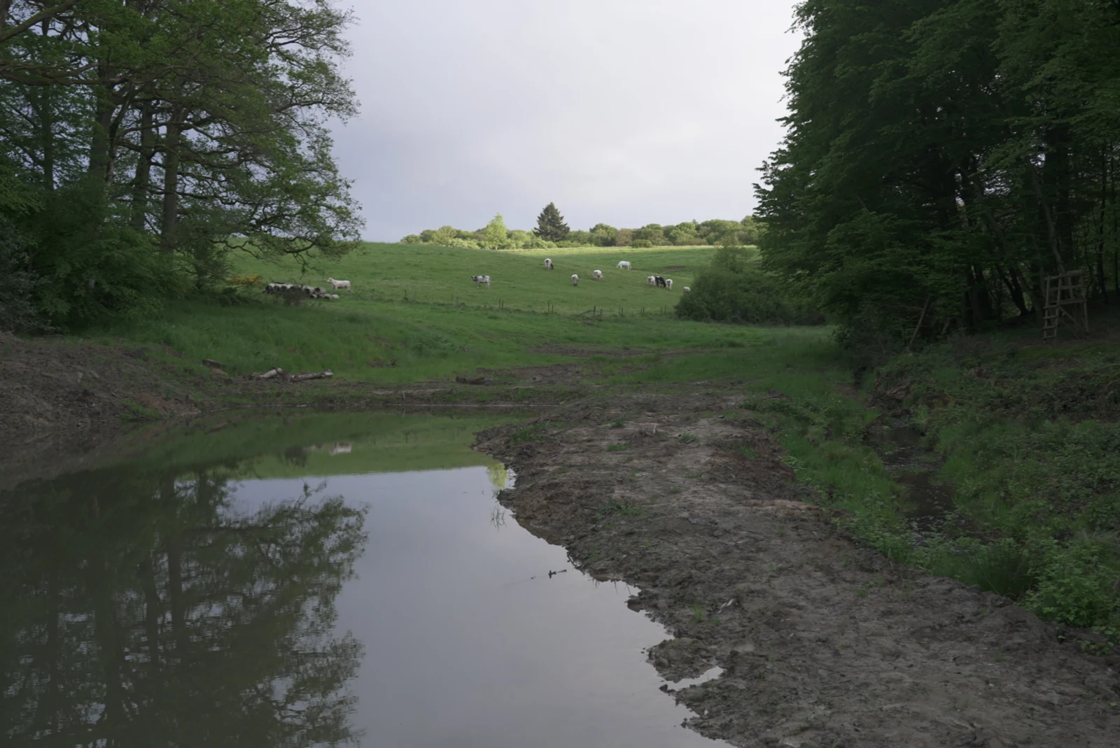 11 mai 2026 · la rive d’une mare et sa végétation.