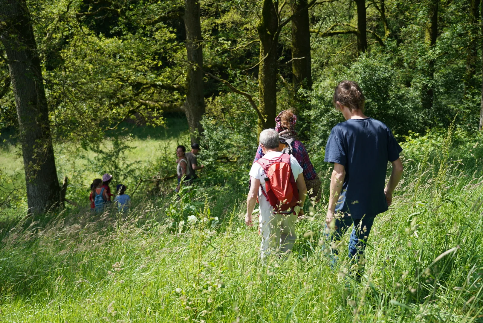 Une balade dans les hautes herbes, à la lisière des arbres