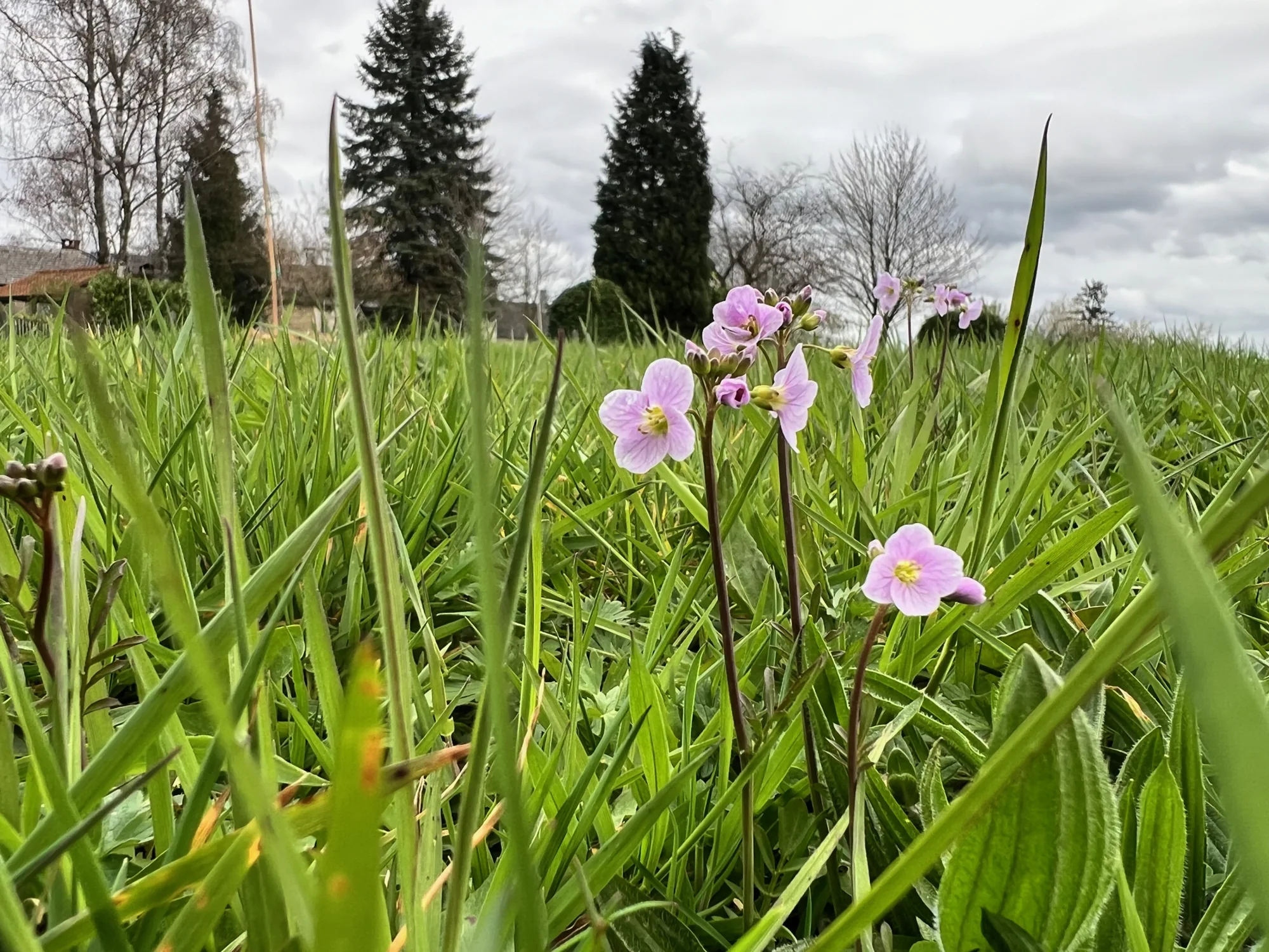 Des fleurs au ras de l’herbe au printemps.