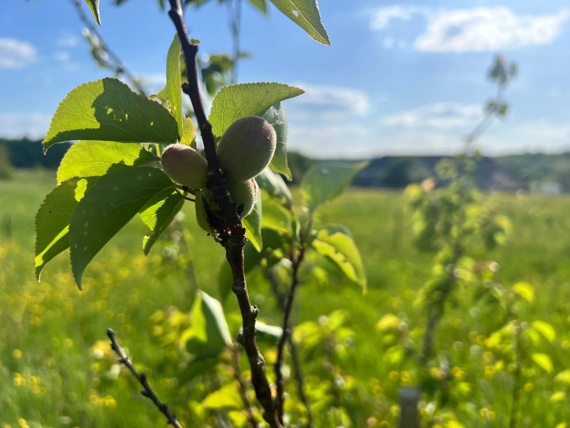 Des fruits en formation sur une branche du verger.
