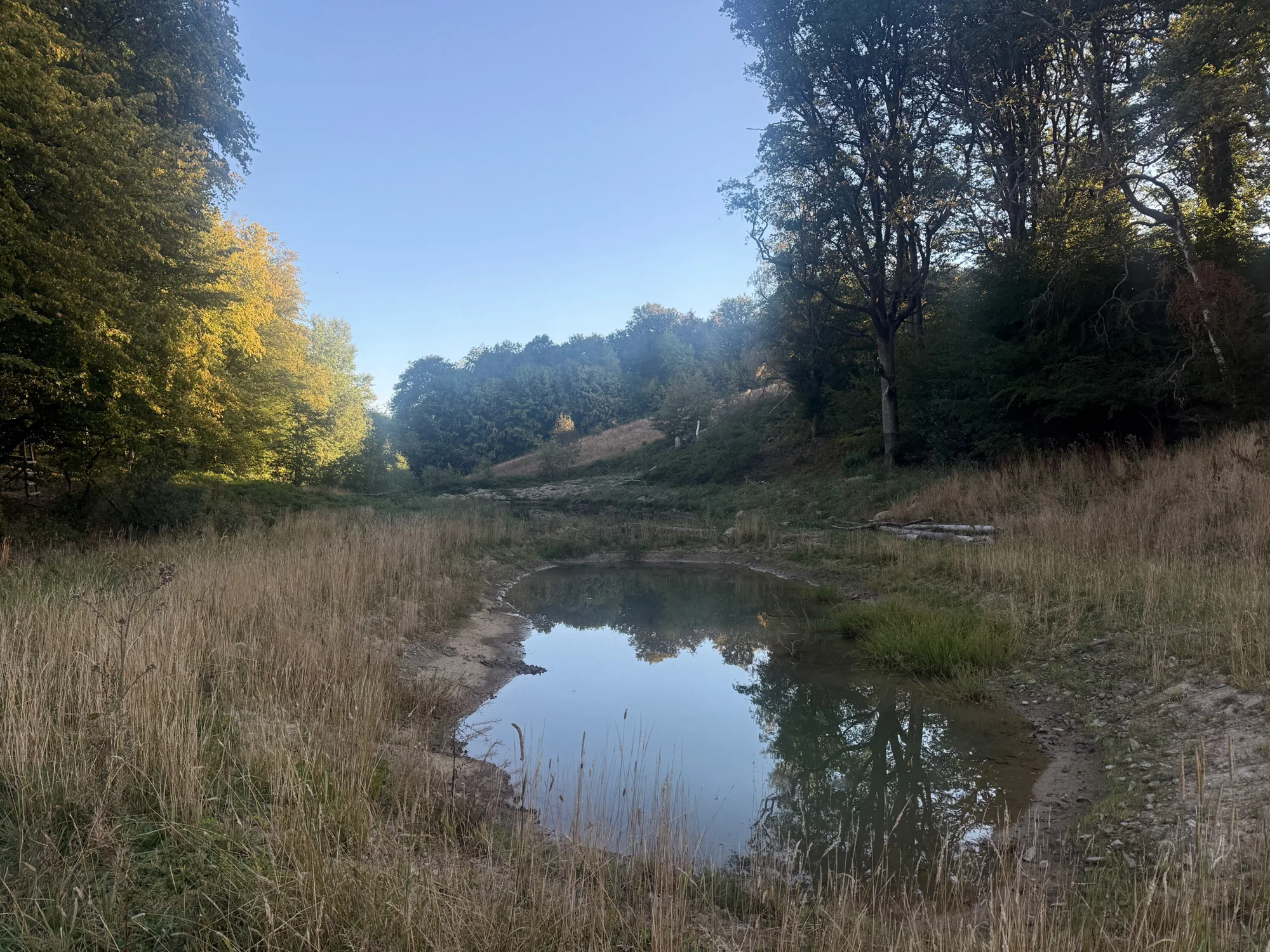 Une mare et ses berges dans la lumière de l’été.
