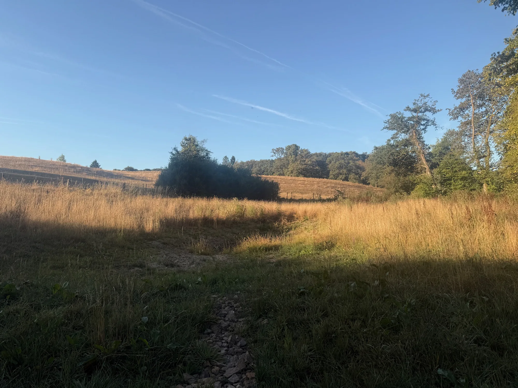 La prairie dans la lumière du matin.