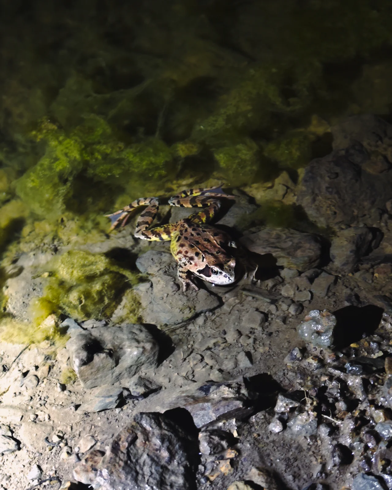 Observation nocturne d’un amphibien