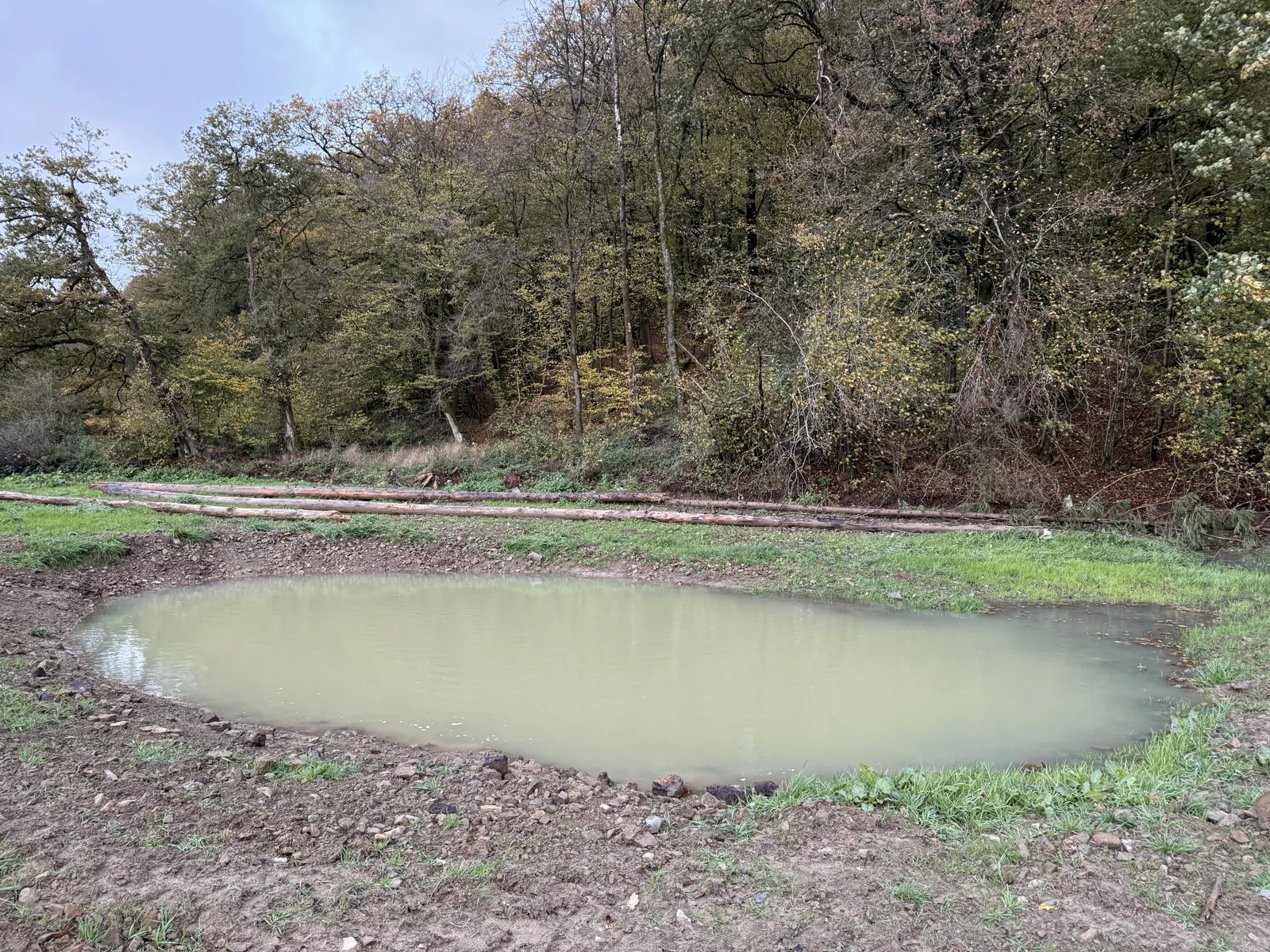 Une mare au pied du bois