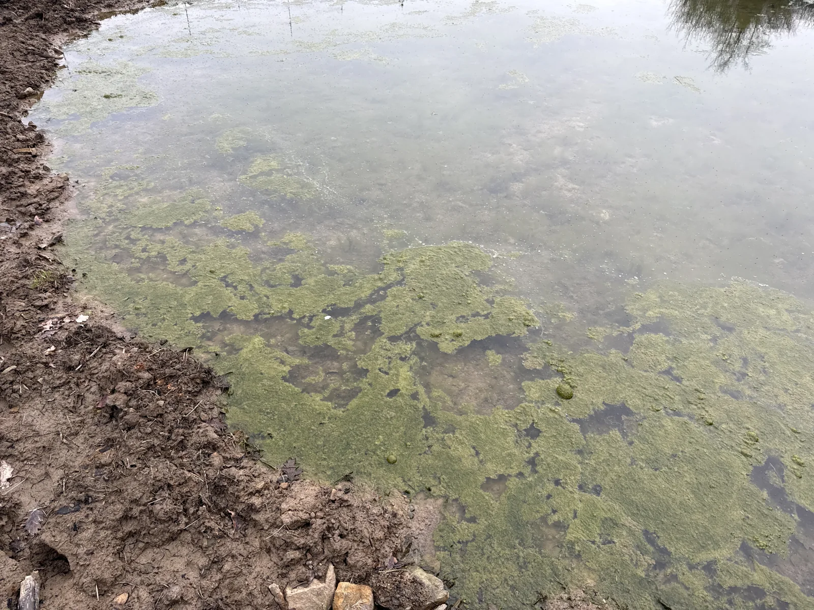 Végétation et eau peu profonde dans la mare