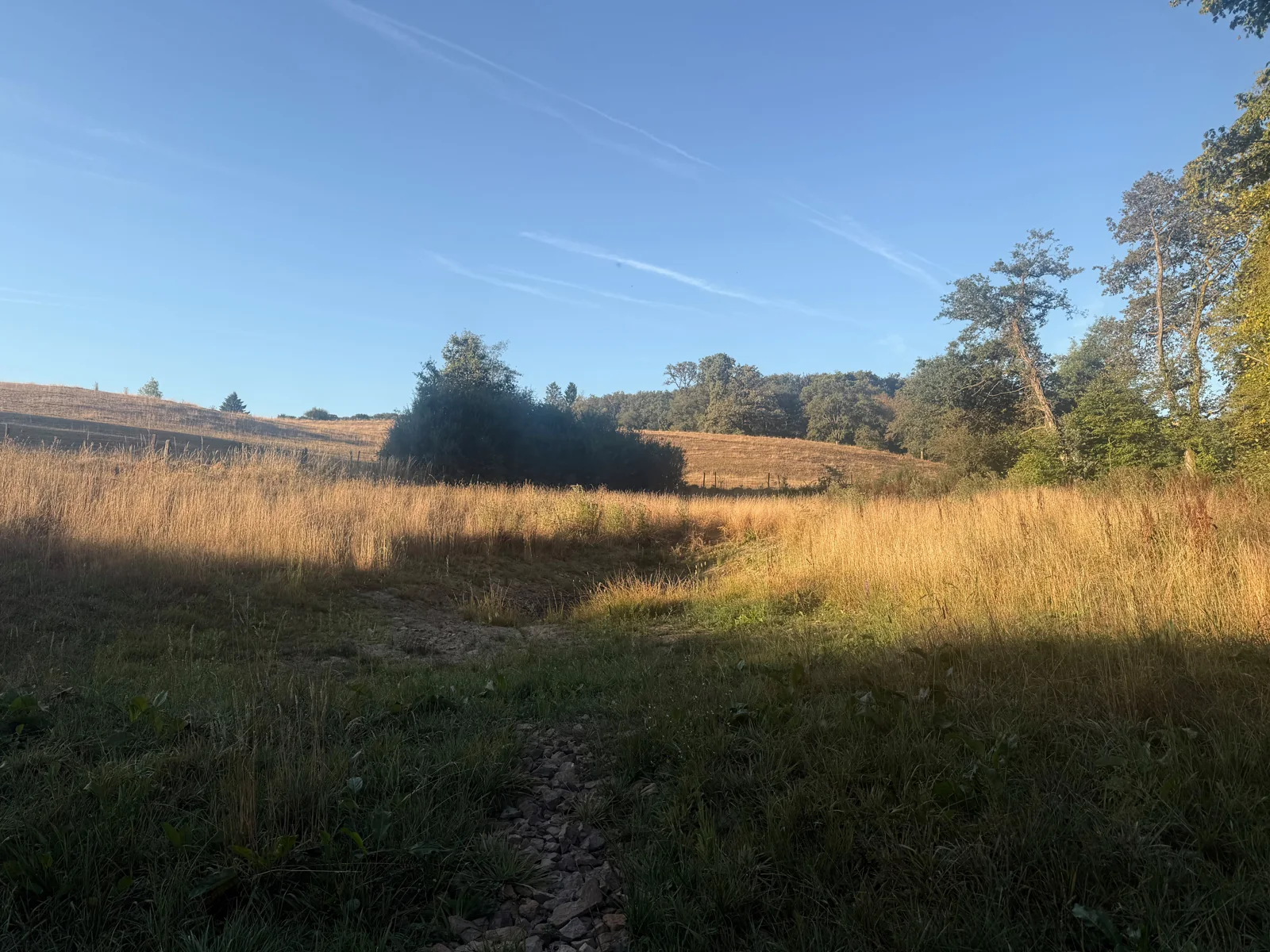 Prairie et lisière du domaine