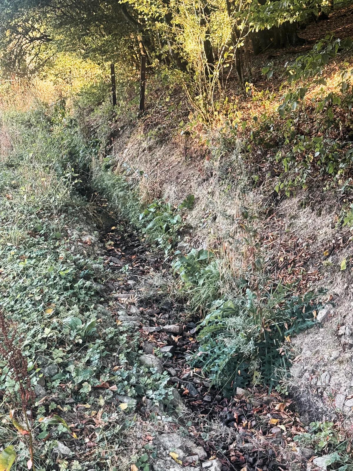 Le petit cours d’eau en été