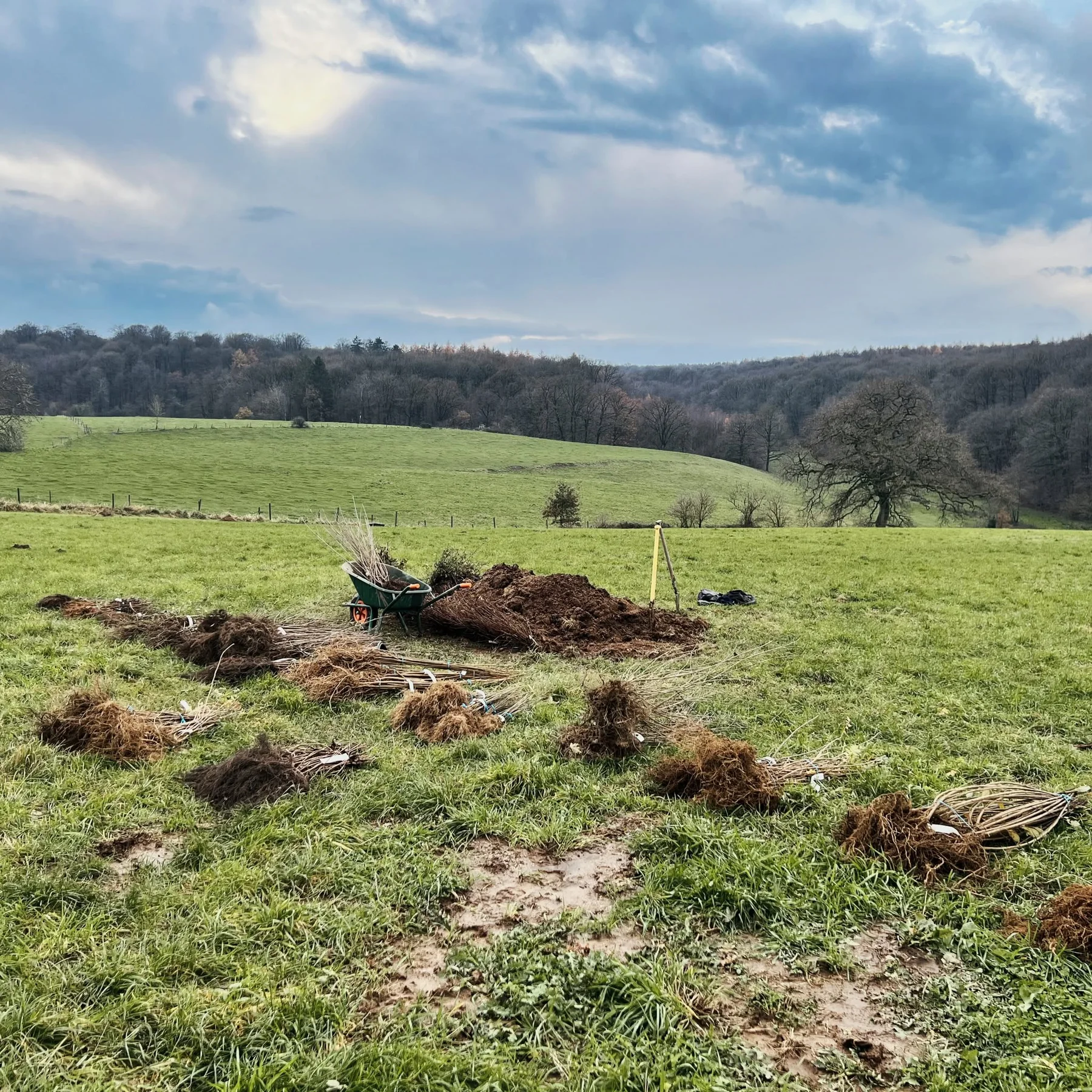 Les bottes de jeunes plants et la terre préparée pour leur mise en jauge dans la prairie.