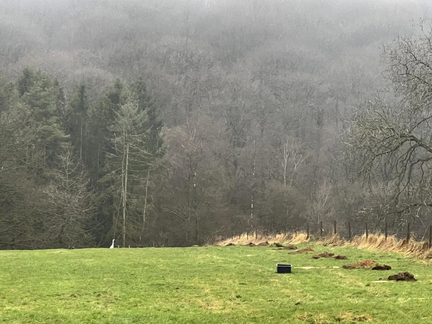 Les emplacements préparés pour les futurs arbres têtards dans la prairie.
