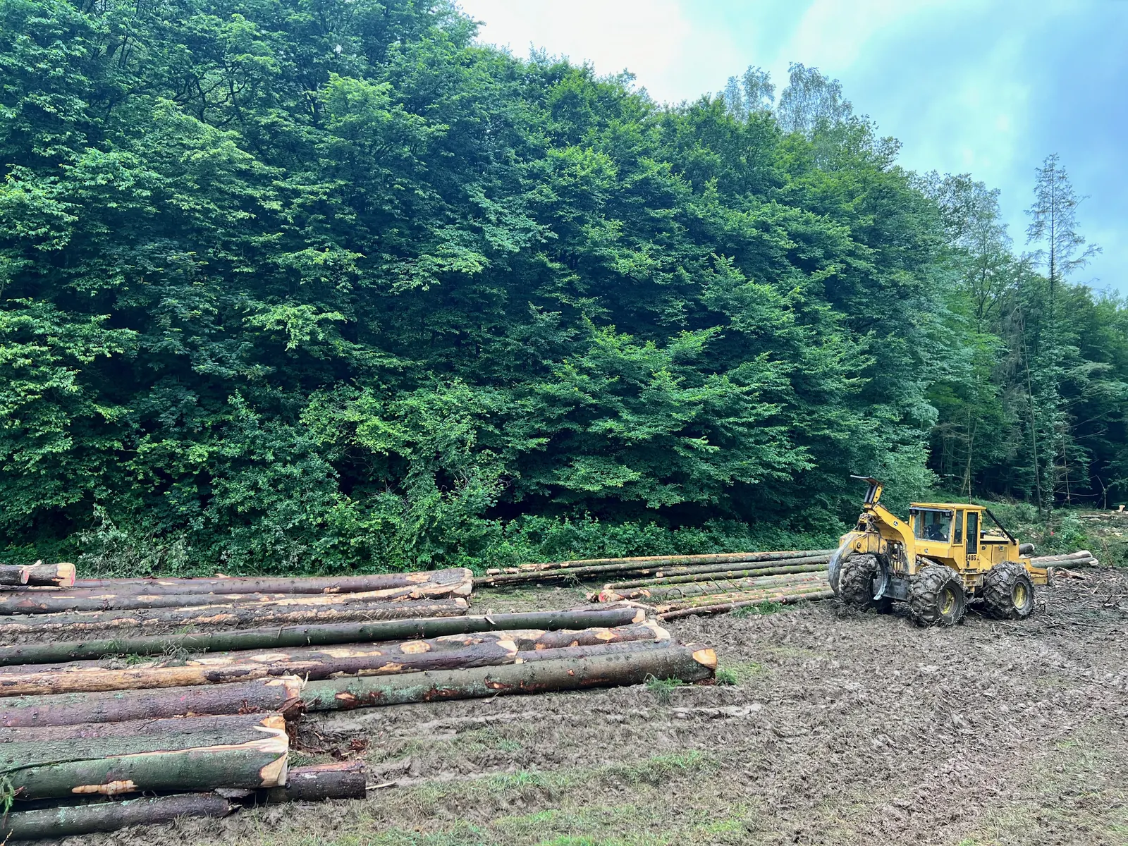 Les troncs regroupés et un engin forestier, le 4 juillet 2024.