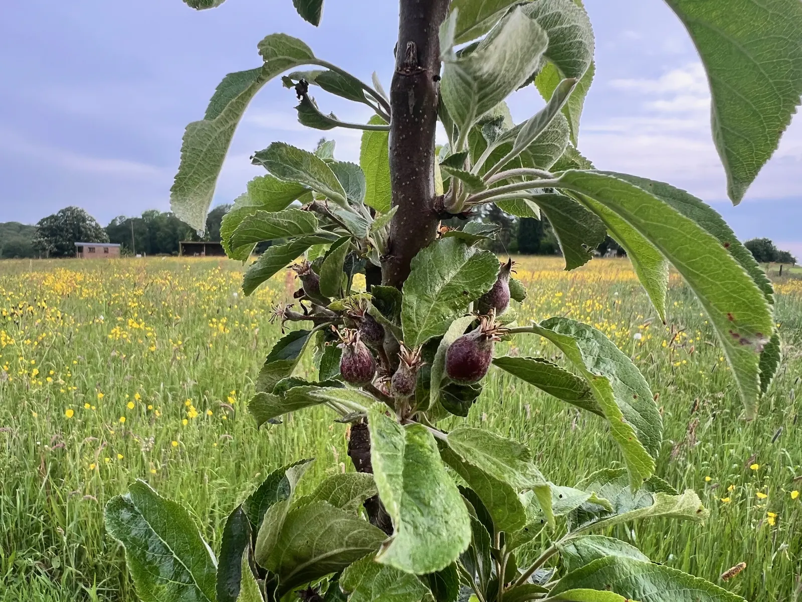 De jeunes fruits sur un pommier, le 17 mai 2024.