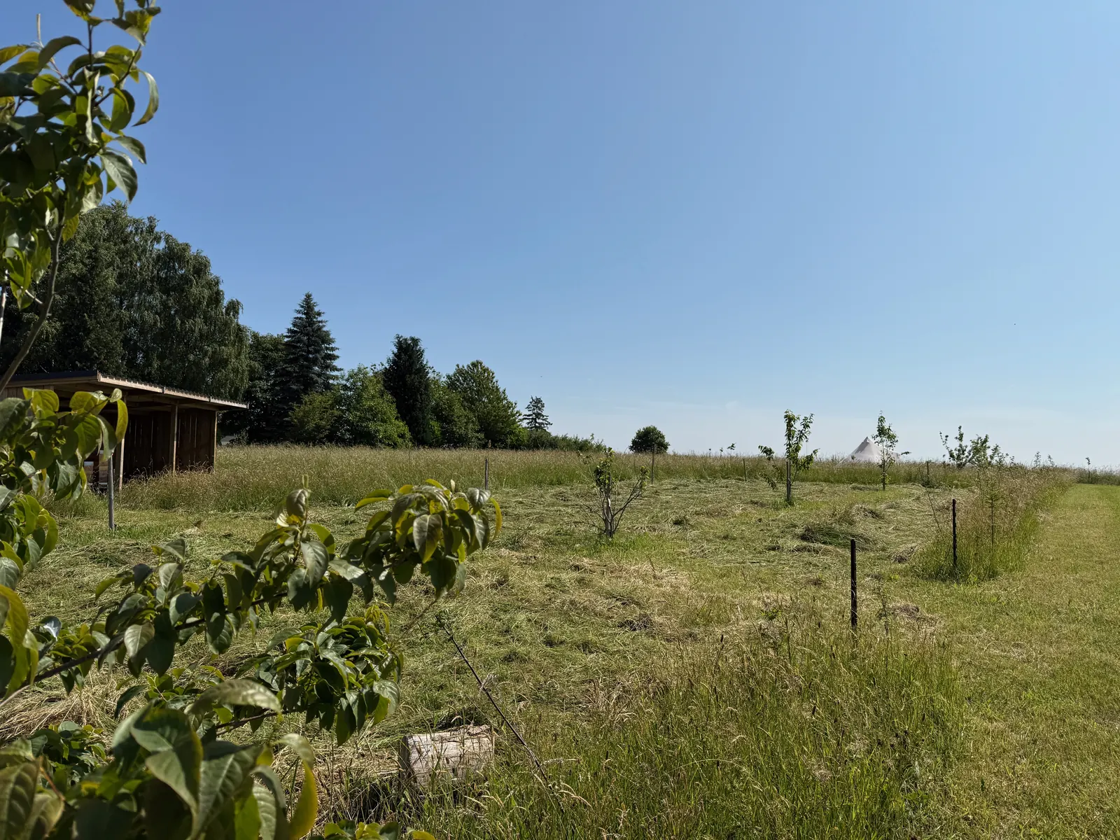 Les jeunes arbres près du rucher, le 11 juin 2025.