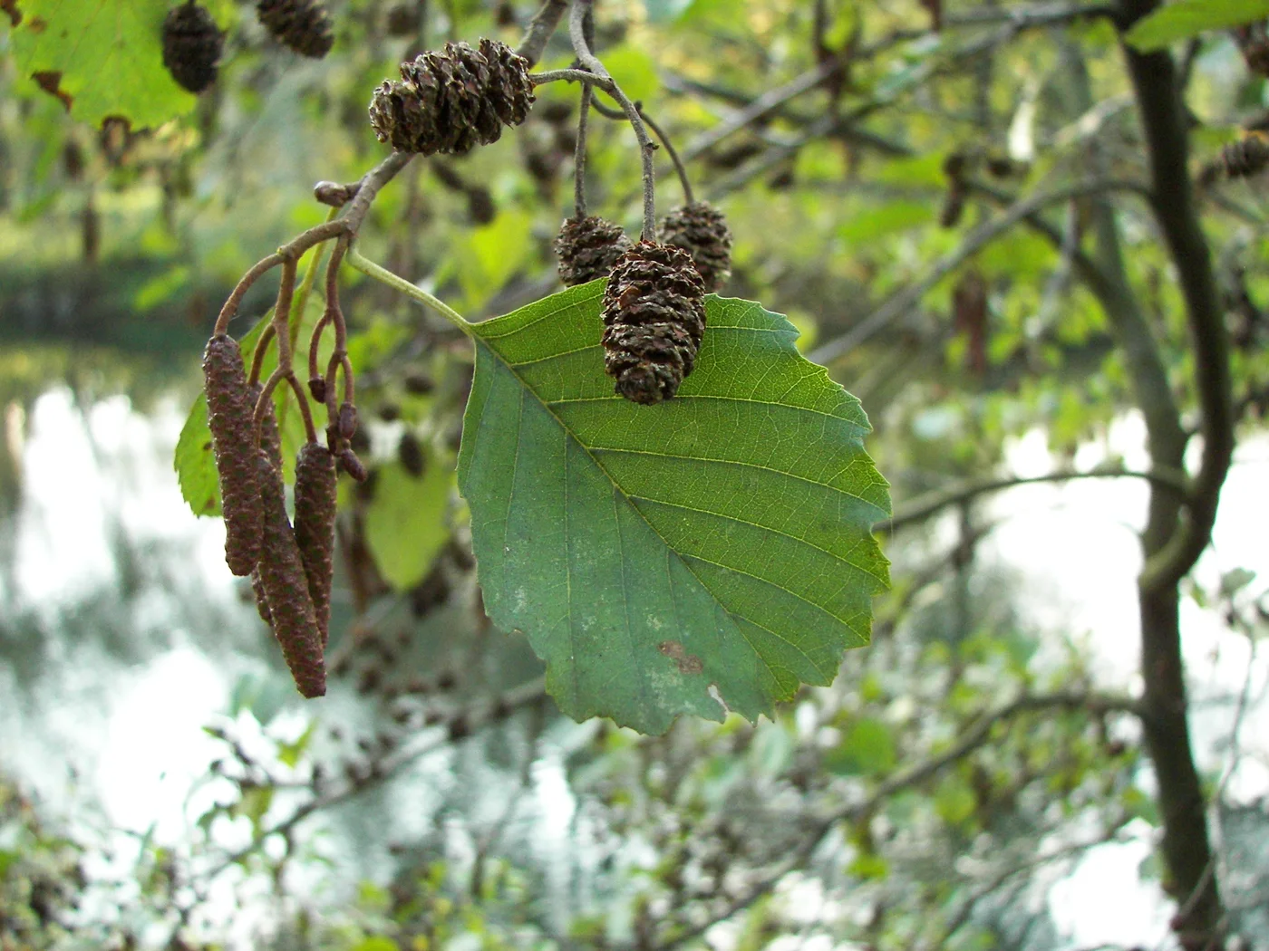 Feuille arrondie d’aulne glutineux, petits cônes ligneux et chatons sur un rameau.