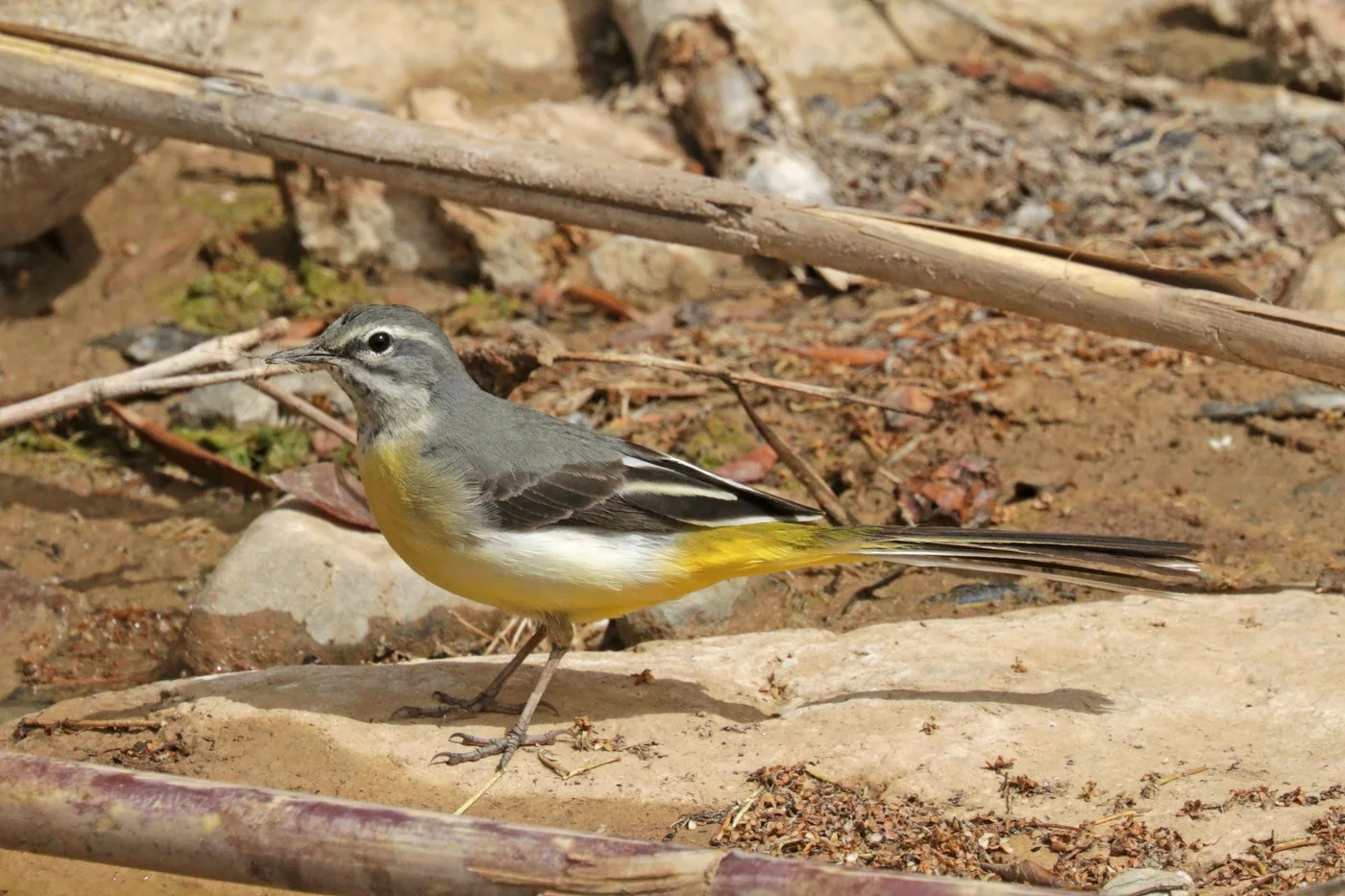 Bergeronnette des ruisseaux de profil, au dos gris, au ventre jaune et à la longue queue.