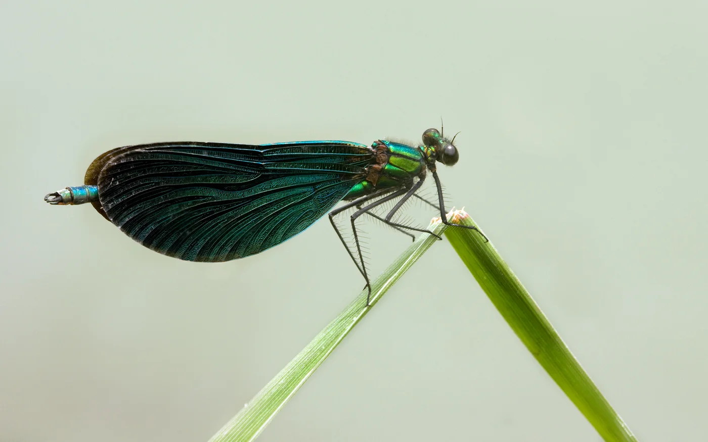 Caloptéryx vierge mâle posé sur une tige, ailes presque entièrement colorées de bleu sombre.