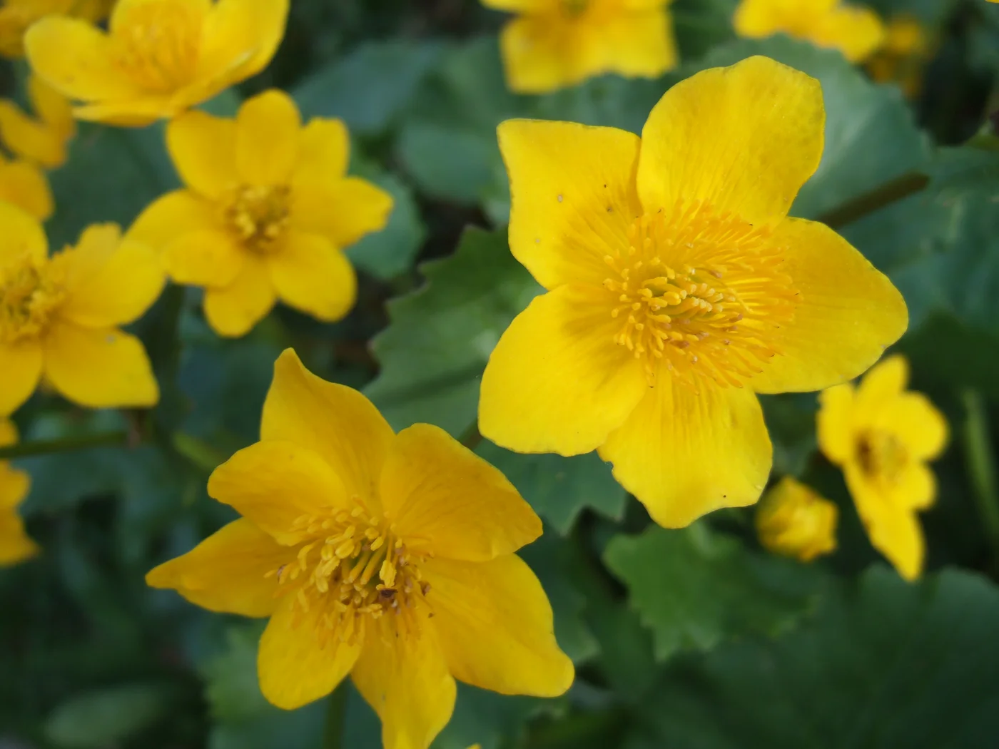 Gros plan sur les fleurs jaune d’or du populage des marais.