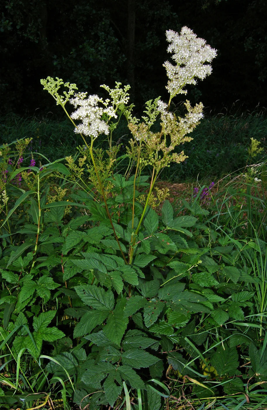 Reine-des-prés en fleurs, avec ses inflorescences crème et ses feuilles composées.