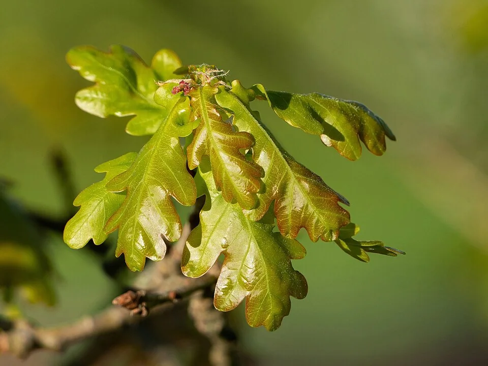 Jeunes feuilles lobées et petites fleurs femelles d’un chêne pédonculé.