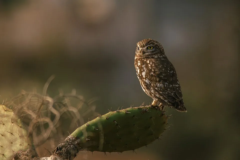 Chevêche d’Athéna perchée, au plumage brun ponctué de blanc et aux yeux jaunes.