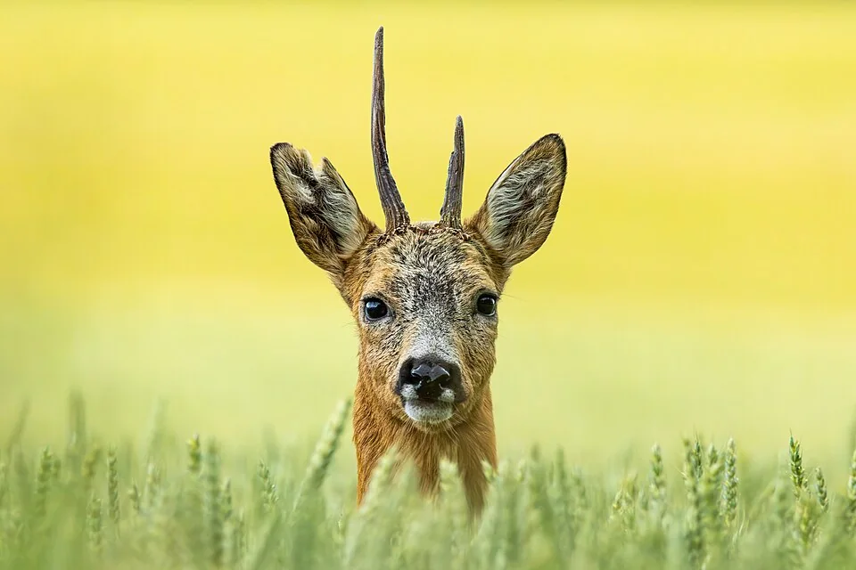 Tête d’un chevreuil mâle portant ses bois.