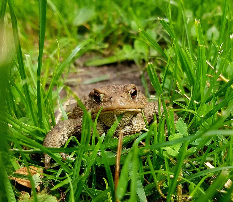 Crapaud commun adulte vu de face dans l’herbe.