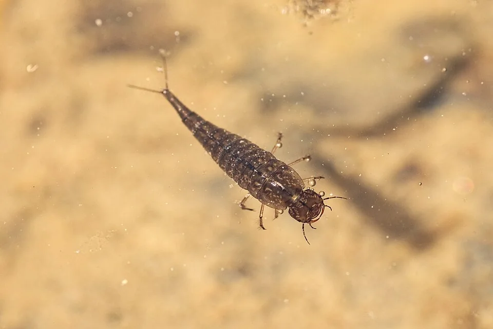Larve de dytique dans l’eau, avec ses mandibules recourbées.