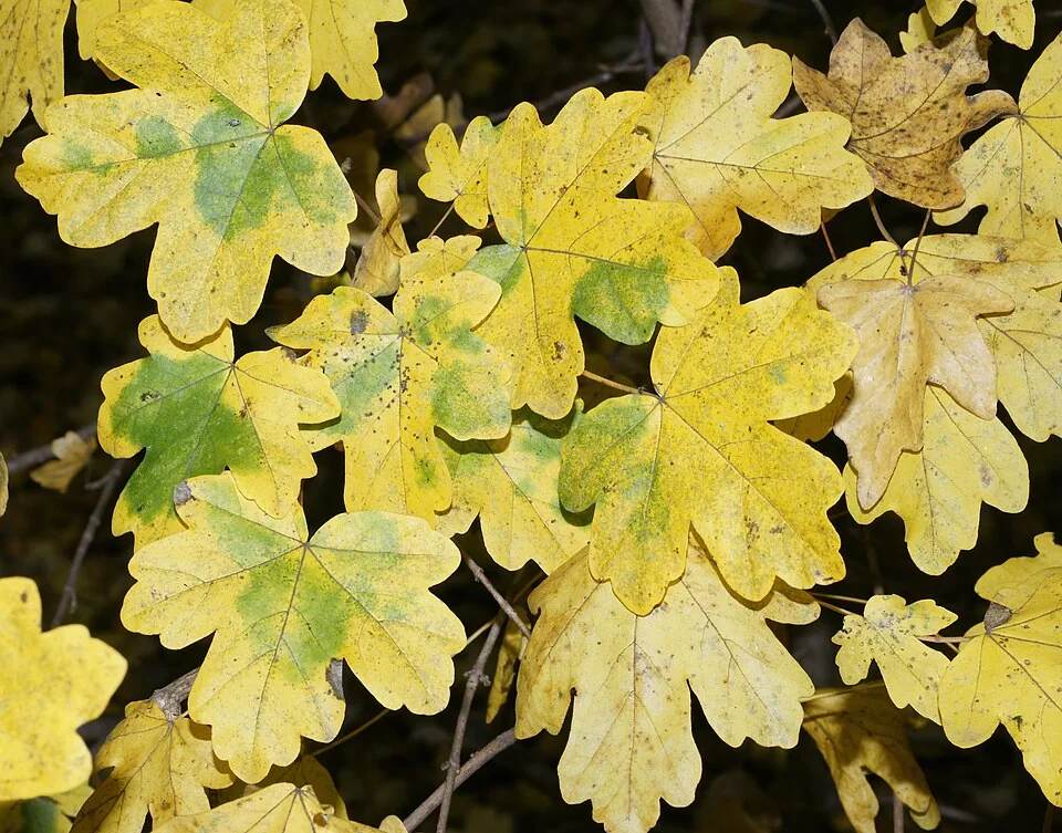 Feuilles lobées jaunes d’un érable champêtre en automne.