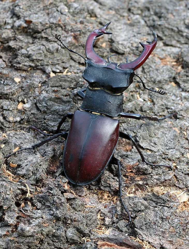Lucane cerf-volant mâle sur une écorce, avec ses grandes mandibules.