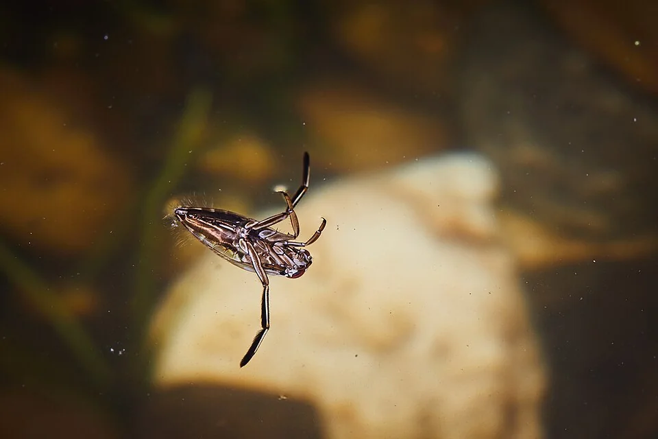 Notonecte glauque dans l’eau, avec ses longues pattes nageuses.