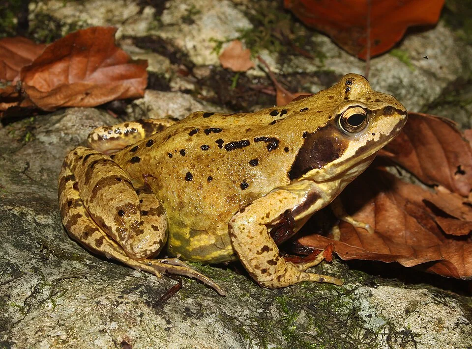 Grenouille rousse adulte de profil, avec le masque sombre derrière l’œil.