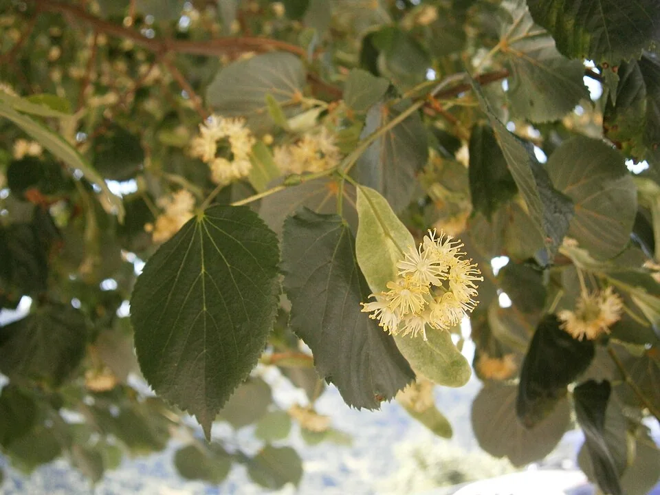 Feuilles en cœur et fleurs d’un tilleul à petites feuilles.