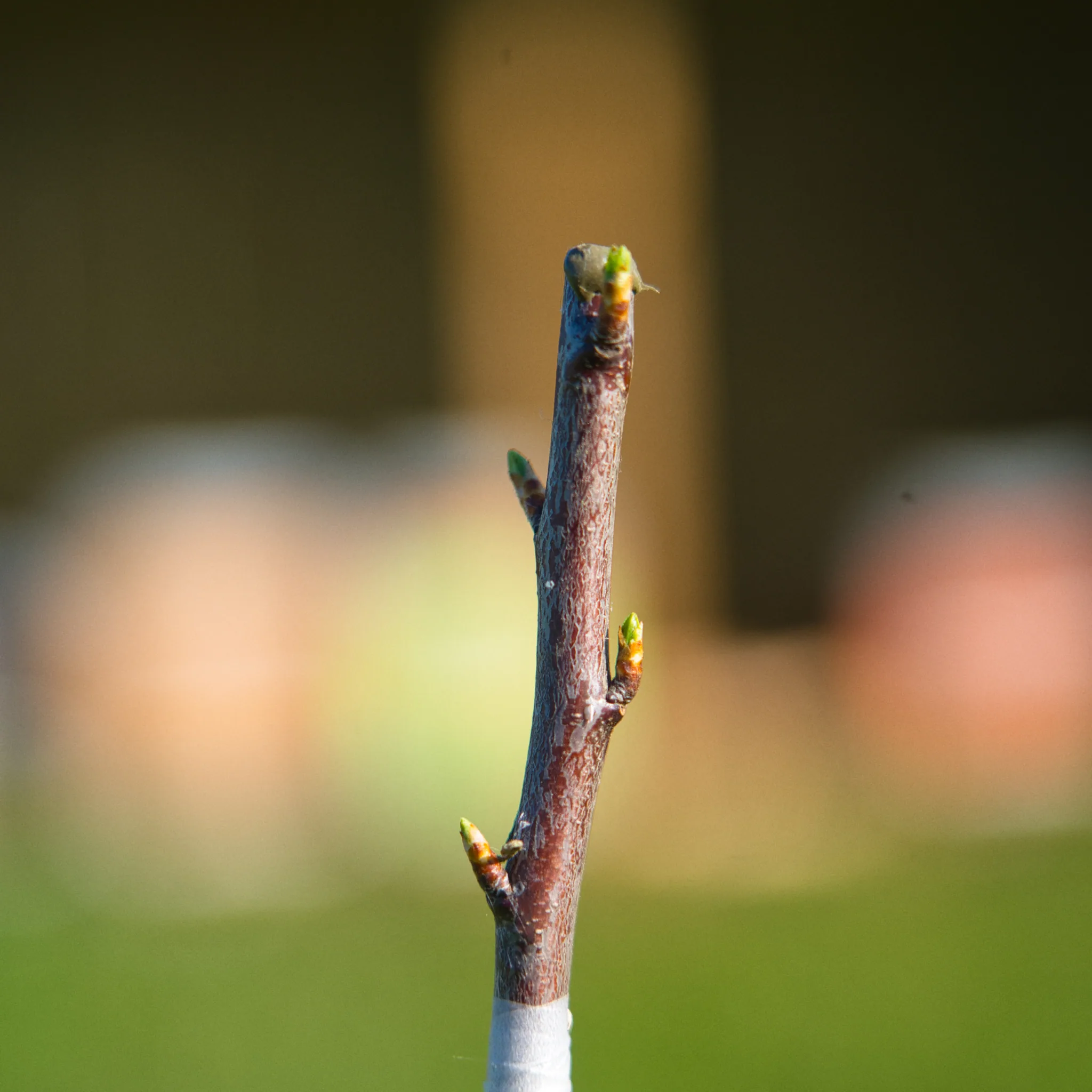 Des bourgeons sur un greffon, au-dessus de sa ligature