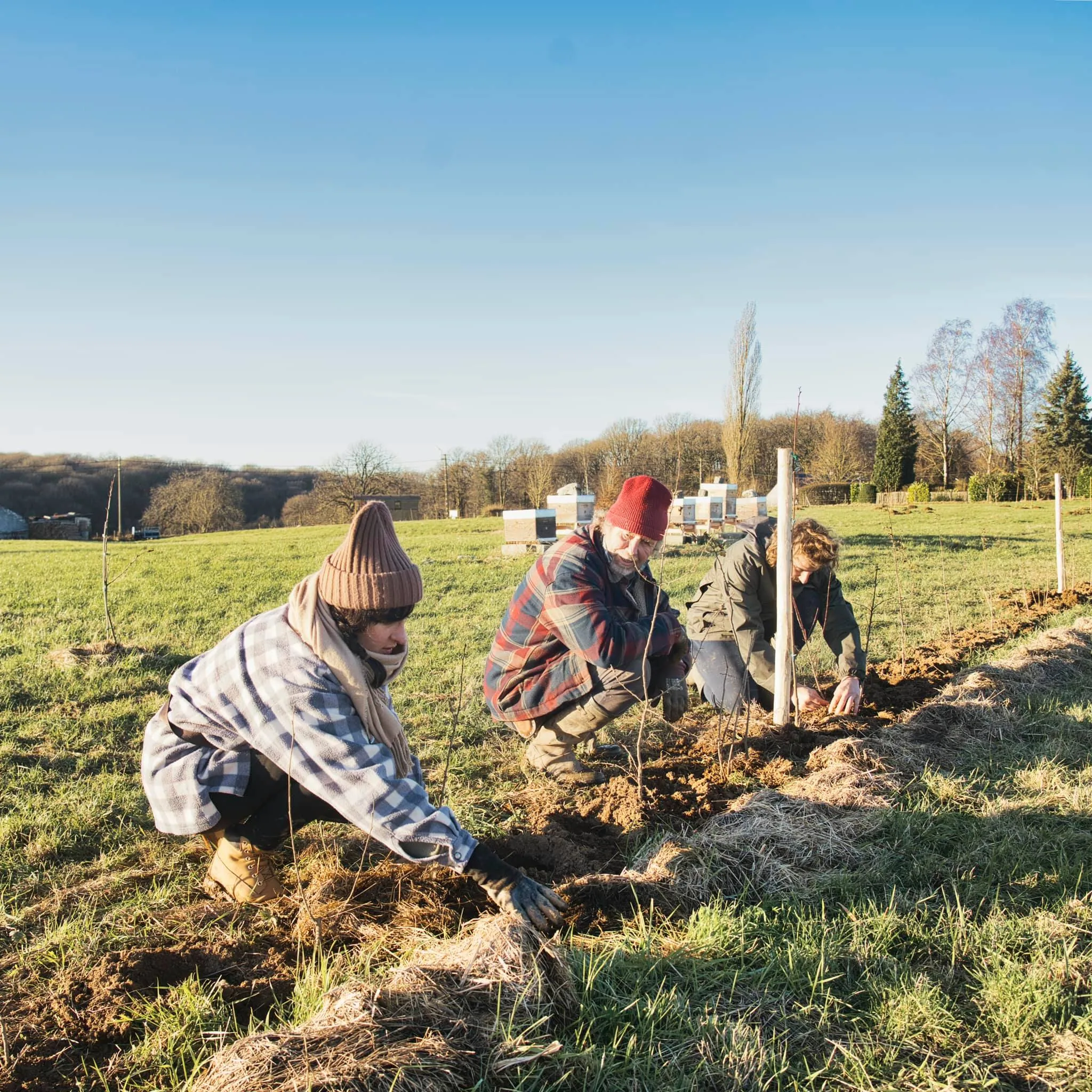 Trois personnes plantent une haie près du rucher